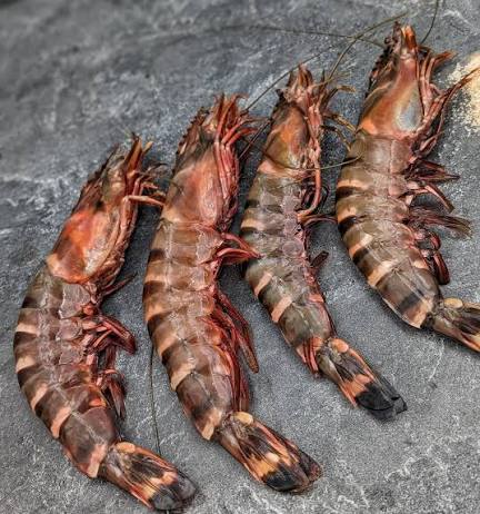 Raw black tiger shrimp with striped shells on slate