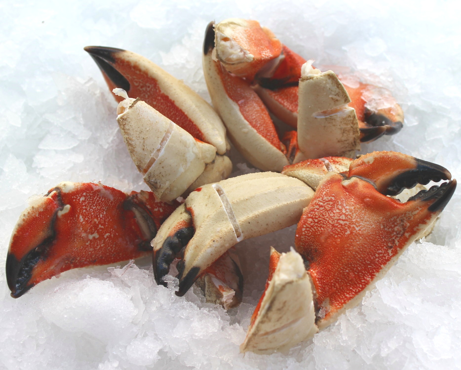 Jonah crab claws on ice